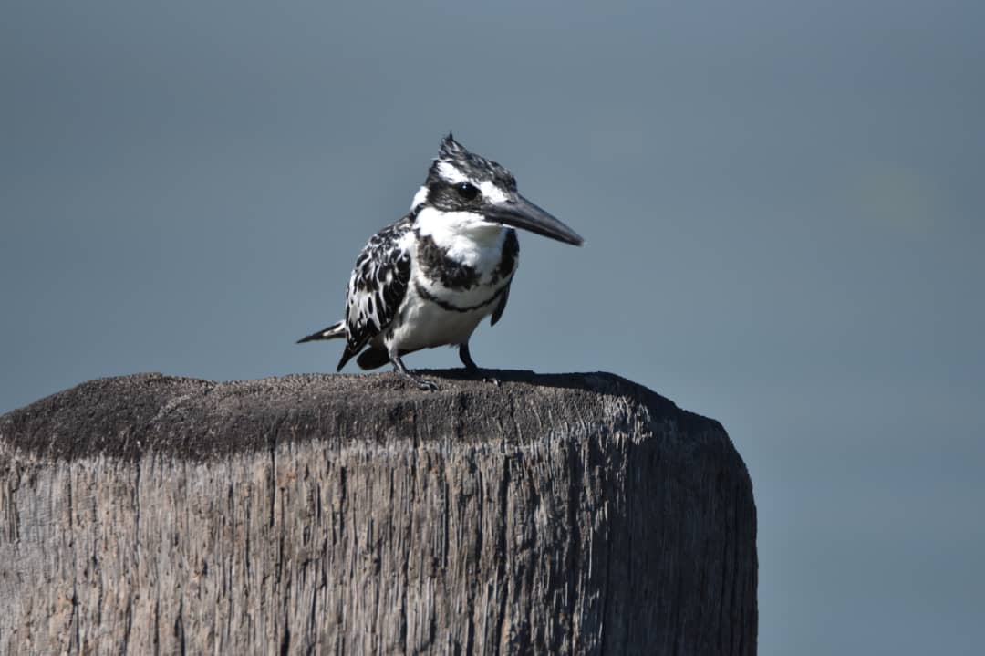 Pied Kingfisher